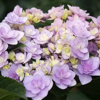 Гортензия Ю ЭНД МИ ФОРЕВЕР крупнолистная  Гортензия Ю ЭНД МИ ФОРЕВЕР крупнолистная в Санкт-Петербурге