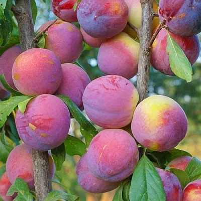 Слива КОЛОННОВИДНАЯ  Слива КОЛОННОВИДНАЯ в Санкт-Петербурге