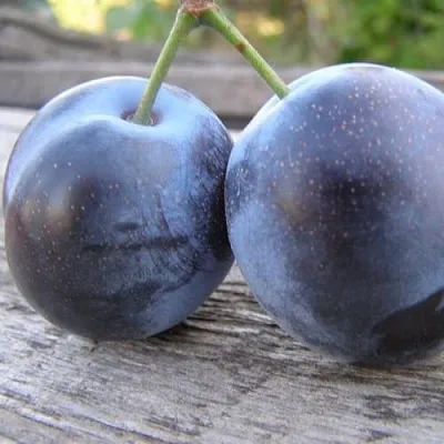 Слива БЛЮФРИ  Слива БЛЮФРИ в Санкт-Петербурге