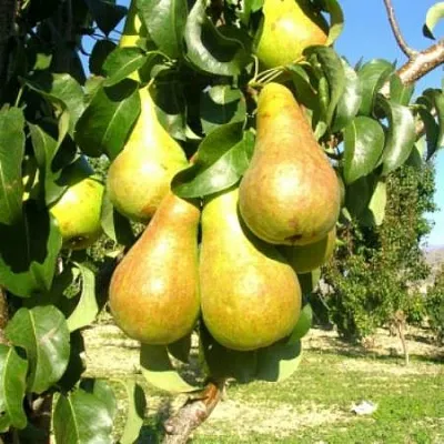 Груша Г-9 колонновидная в Санкт-Петербурге