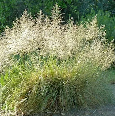 Каплесеменник воздушный  Каплесеменник воздушный в Санкт-Петербурге
