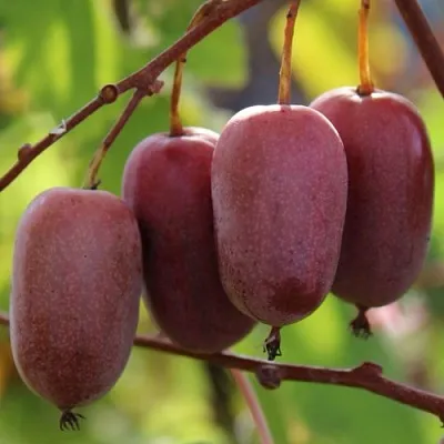 Актинидия ПУРПУРНО САДОВАЯ  аргута  Актинидия ПУРПУРНО САДОВАЯ  аргута в Санкт-Петербурге