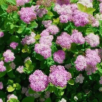 Спирея ПИНК СПАРКЛЕР  Спирея ПИНК СПАРКЛЕР в Санкт-Петербурге