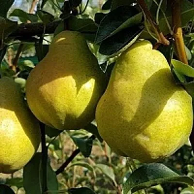 Груша СОКРОВИЩЕ в Санкт-Петербурге