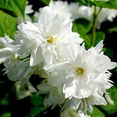 Жасмин ДАМ БЛАНШ  Жасмин ДАМ БЛАНШ в Санкт-Петербурге