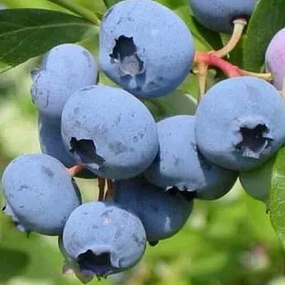 Голубика ДАРРОУ  Голубика ДАРРОУ в Санкт-Петербурге