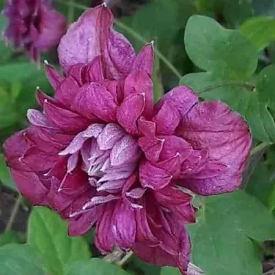Клематис ПУРПУРЕА ПЛЕНА ЭЛЕГАНС  Клематис ПУРПУРЕА ПЛЕНА ЭЛЕГАНС в Санкт-Петербурге