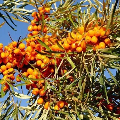 Облепиха ДАР МГУ  Облепиха ДАР МГУ в Санкт-Петербурге