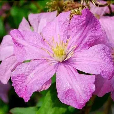 Клематис КОМТЕСС ДЕ БУШО  Клематис КОМТЕСС ДЕ БУШО в Санкт-Петербурге