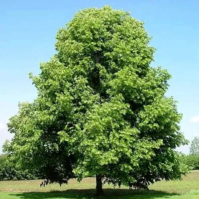 Липа мелколистная в Санкт-Петербурге