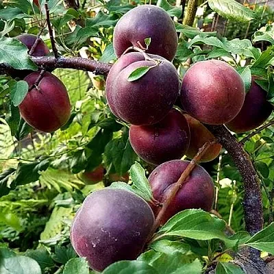 Шарафуга БЕЛЛА РОЯЛЬ  Шарафуга БЕЛЛА РОЯЛЬ в Санкт-Петербурге