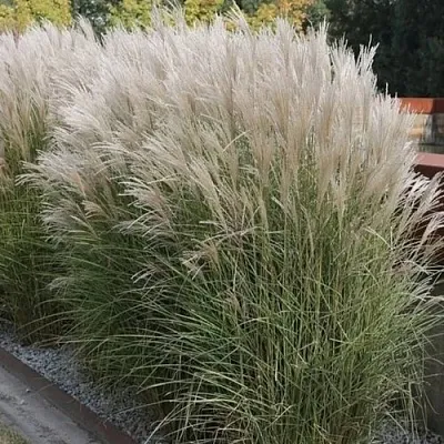 Мискантус КЛЯЙН СИЛЬБЕРСПАЙН китайский   Мискантус КЛЯЙН СИЛЬБЕРСПАЙН китайский  в Санкт-Петербурге