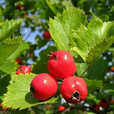 Боярышник МЯГКОВАТЫЙ  Боярышник МЯГКОВАТЫЙ в Санкт-Петербурге