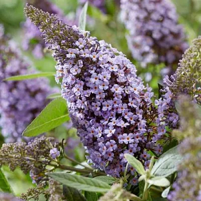 Буддлея давида БАТТЕРФЛЯЙ КАНДИ ЛИЛА СВИТХАРТ  Буддлея давида БАТТЕРФЛЯЙ КАНДИ ЛИЛА СВИТХАРТ в Санкт-Петербурге