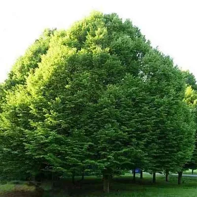 Граб японский в Санкт-Петербурге