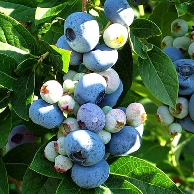 Голубика ВЕЙМУТ  Голубика ВЕЙМУТ в Санкт-Петербурге