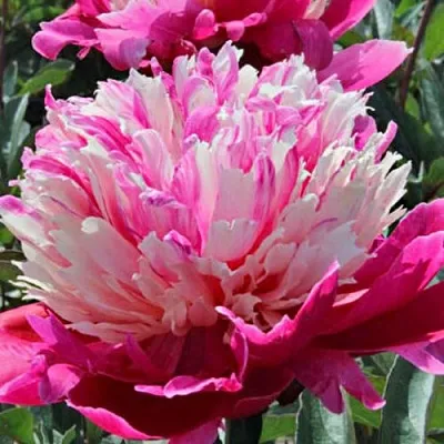 Пион ДЕЙДРИМ травянистый  Пион ДЕЙДРИМ травянистый в Санкт-Петербурге