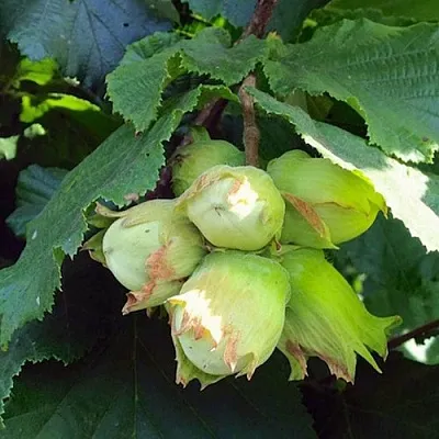 Фундук ТАМБОВСКИЙ РАННИЙ в Санкт-Петербурге