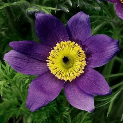 Прострел ПИНВИЛ БЛЮ ШЕЙДЕС в Санкт-Петербурге