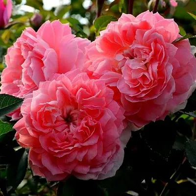 Саженцы роз ОЛЬГА шраб  Саженцы роз ОЛЬГА шраб в Санкт-Петербурге