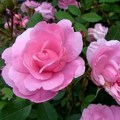 Саженцы роз ДЖОН ДЭВИС плетистая  Саженцы роз ДЖОН ДЭВИС плетистая в Санкт-Петербурге