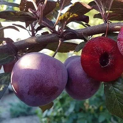 Слива ПАННА   Слива ПАННА  в Санкт-Петербурге