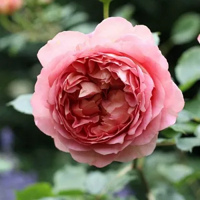 Саженцы роз РИДЖЕНТС ПАРК чайно-гибридная  Саженцы роз РИДЖЕНТС ПАРК чайно-гибридная в Санкт-Петербурге