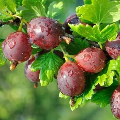 Крыжовник СЕРЕНАДА  Крыжовник СЕРЕНАДА в Санкт-Петербурге