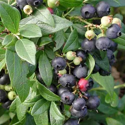 Голубика ПУТТЕ  Голубика ПУТТЕ в Санкт-Петербурге