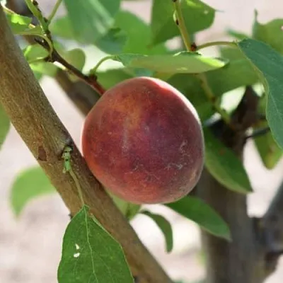 Плумкот БИРИКОККОЛО СУЗИНКОККО  Плумкот БИРИКОККОЛО СУЗИНКОККО в Санкт-Петербурге