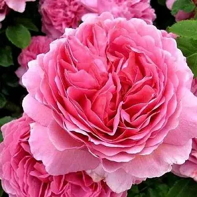 Саженцы роз ПРИНЦЕССА АЛЕКСАНДРА ОФ КЕНТ английская  Саженцы роз ПРИНЦЕССА АЛЕКСАНДРА ОФ КЕНТ английская в Санкт-Петербурге