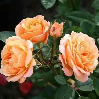 Саженцы роз КЛЕМЕНТИНА миниатюрная  Саженцы роз КЛЕМЕНТИНА миниатюрная в Санкт-Петербурге