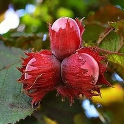 Фундук КРАСНЫЙ ЯНТАРЬ — описание сорта Фундук КРАСНЫЙ ЯНТАРЬ в Санкт-Петербурге