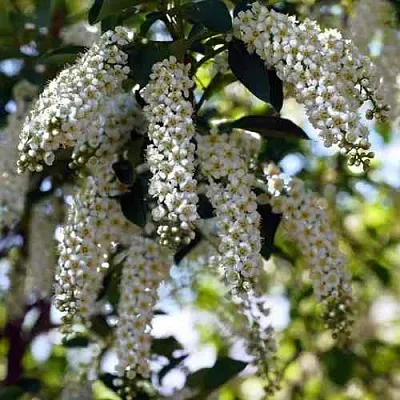 Черемуха виргинская ШУБЕРТ  Черемуха виргинская ШУБЕРТ в Санкт-Петербурге