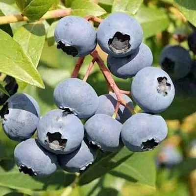 Голубика КРОЭТЭН  Голубика КРОЭТЭН в Санкт-Петербурге