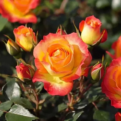 Саженцы роз ТАЙФУН спрей  Саженцы роз ТАЙФУН спрей в Санкт-Петербурге