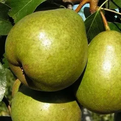 Груша ЯСАЧКА  Груша ЯСАЧКА в Санкт-Петербурге