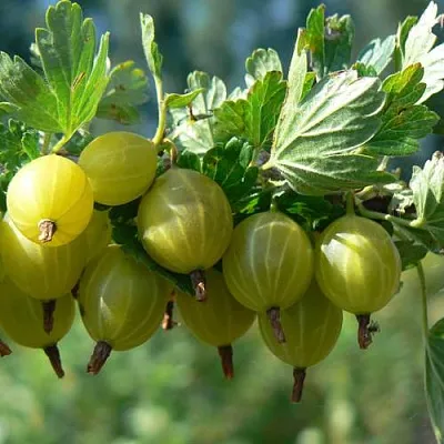 Крыжовник ЮБИЛЕЙНЫЙ  Крыжовник ЮБИЛЕЙНЫЙ в Санкт-Петербурге