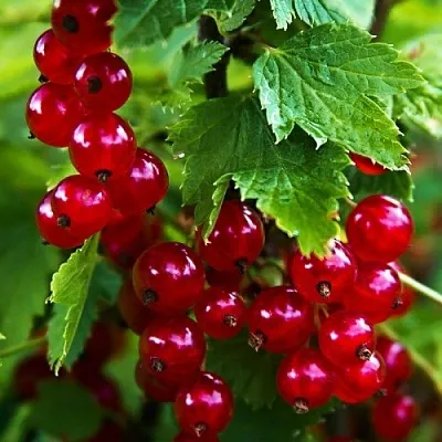 Смородина красная РОЛАН  Смородина красная РОЛАН в Санкт-Петербурге