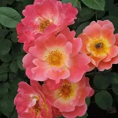 Саженцы роз ГЕРЦОГИНЯ ФРЕДЕРИКА шраб  Саженцы роз ГЕРЦОГИНЯ ФРЕДЕРИКА шраб в Санкт-Петербурге