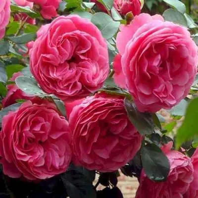 Саженцы роз ЛЕОНАРДО ДА ВИНЧИ флорибунда — описание сорта Саженцы роз ЛЕОНАРДО ДА ВИНЧИ флорибунда в Санкт-Петербурге