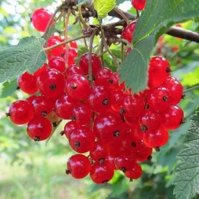 Смородина красная КРАСНАЯ АНДРЕЙЧЕНКО  Смородина красная КРАСНАЯ АНДРЕЙЧЕНКО в Санкт-Петербурге