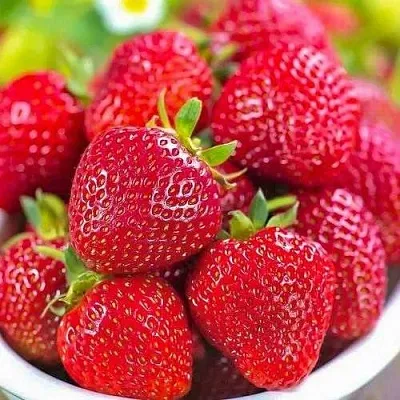 Клубника СИЛЬВИЯ  Клубника СИЛЬВИЯ в Санкт-Петербурге