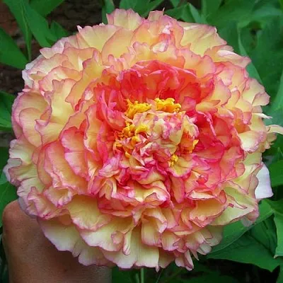 Пионы древовидные в Санкт-Петербурге