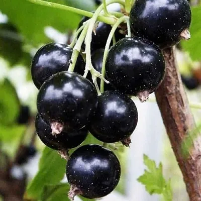 Смородина чёрная ДЕЛИКАТЕСНАЯ в Санкт-Петербурге