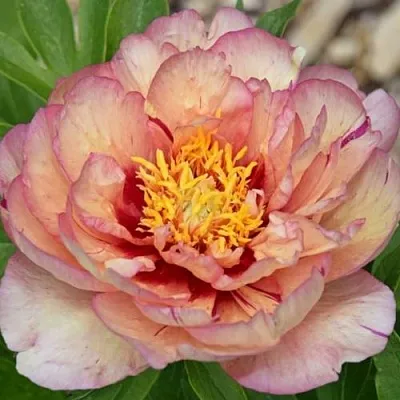 Пион КЭЛЛИС МЕМОРИ ито-гибрид  Пион КЭЛЛИС МЕМОРИ ито-гибрид в Санкт-Петербурге