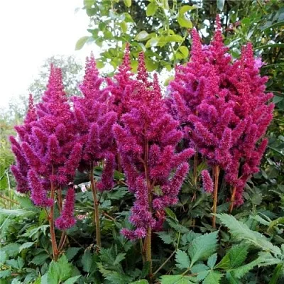 Астильба ВИЖНС китайская  Астильба ВИЖНС китайская в Санкт-Петербурге