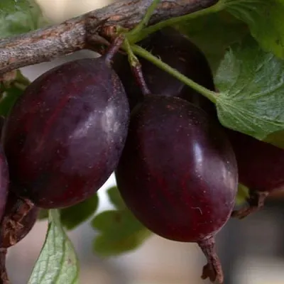 Крыжовник ЧЕЛЯБИНСКИЙ СЛАБОШИПОВАТЫЙ  Крыжовник ЧЕЛЯБИНСКИЙ СЛАБОШИПОВАТЫЙ в Санкт-Петербурге