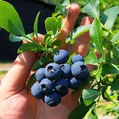 Голубика НОРТ КАНТРИ  Голубика НОРТ КАНТРИ в Санкт-Петербурге