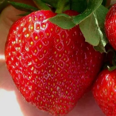 Клубника МАГНУС  Клубника МАГНУС в Санкт-Петербурге